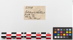Etiketten zu Bronzescheibe (NHMW-PRAE-023778)